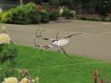 Nephila_edulis_D7356_Z_90_Oaklands Park_Australie